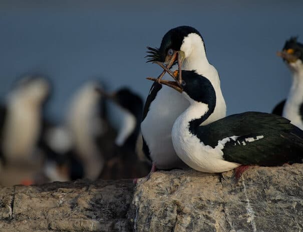 CANAL BEAGLE EN CATAMARAN - Imagen 2