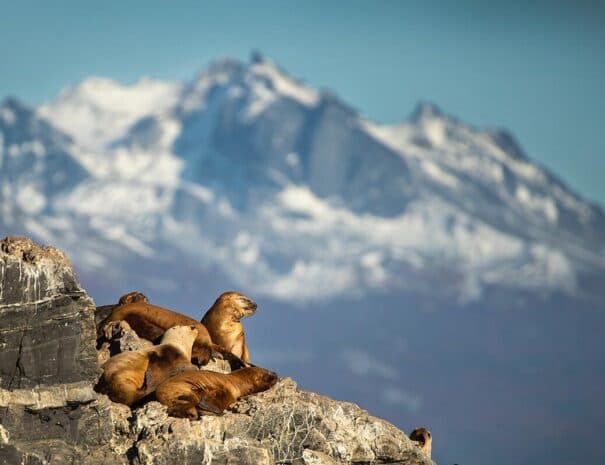 CANAL BEAGLE EN CATAMARAN - Imagen 3