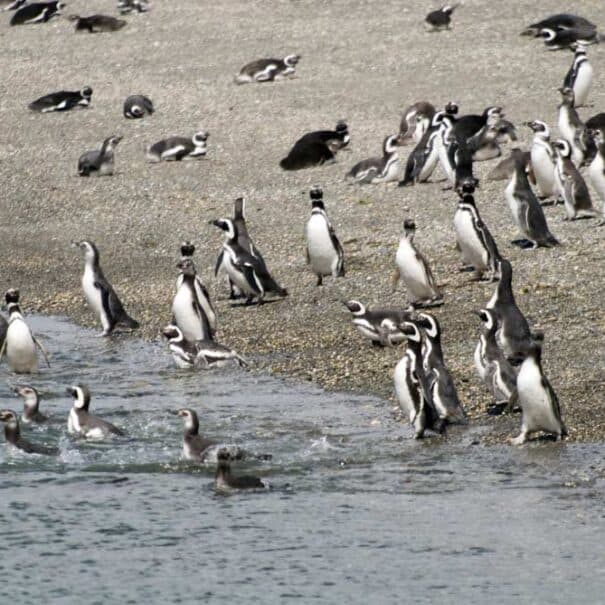 PINGUINERA ISLA MARTILLO