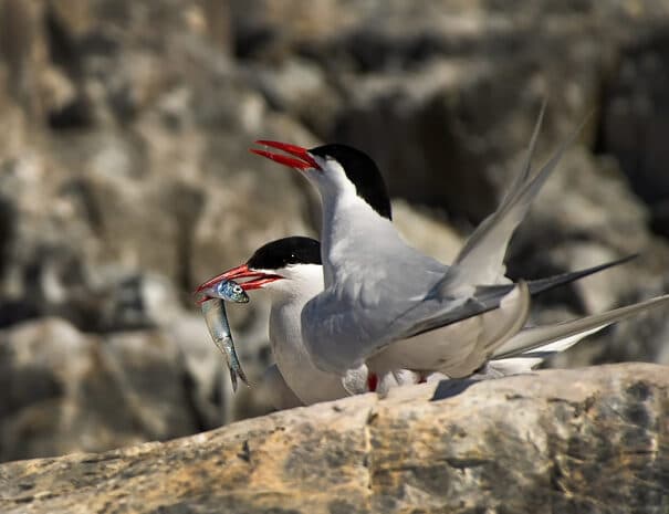 PINGUINERA ISLA MARTILLO - Imagen 1