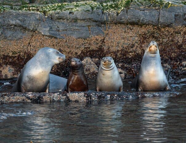PINGUINERA ISLA MARTILLO - Imagen 9