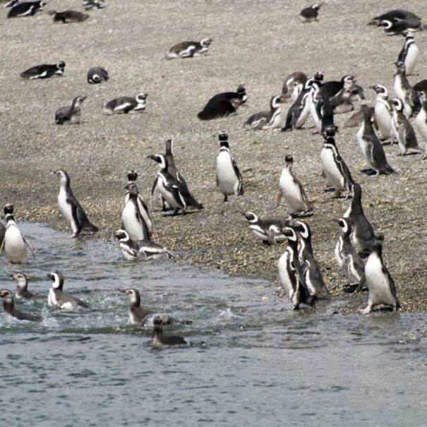 PINGUINERA ISLA MARTILLO